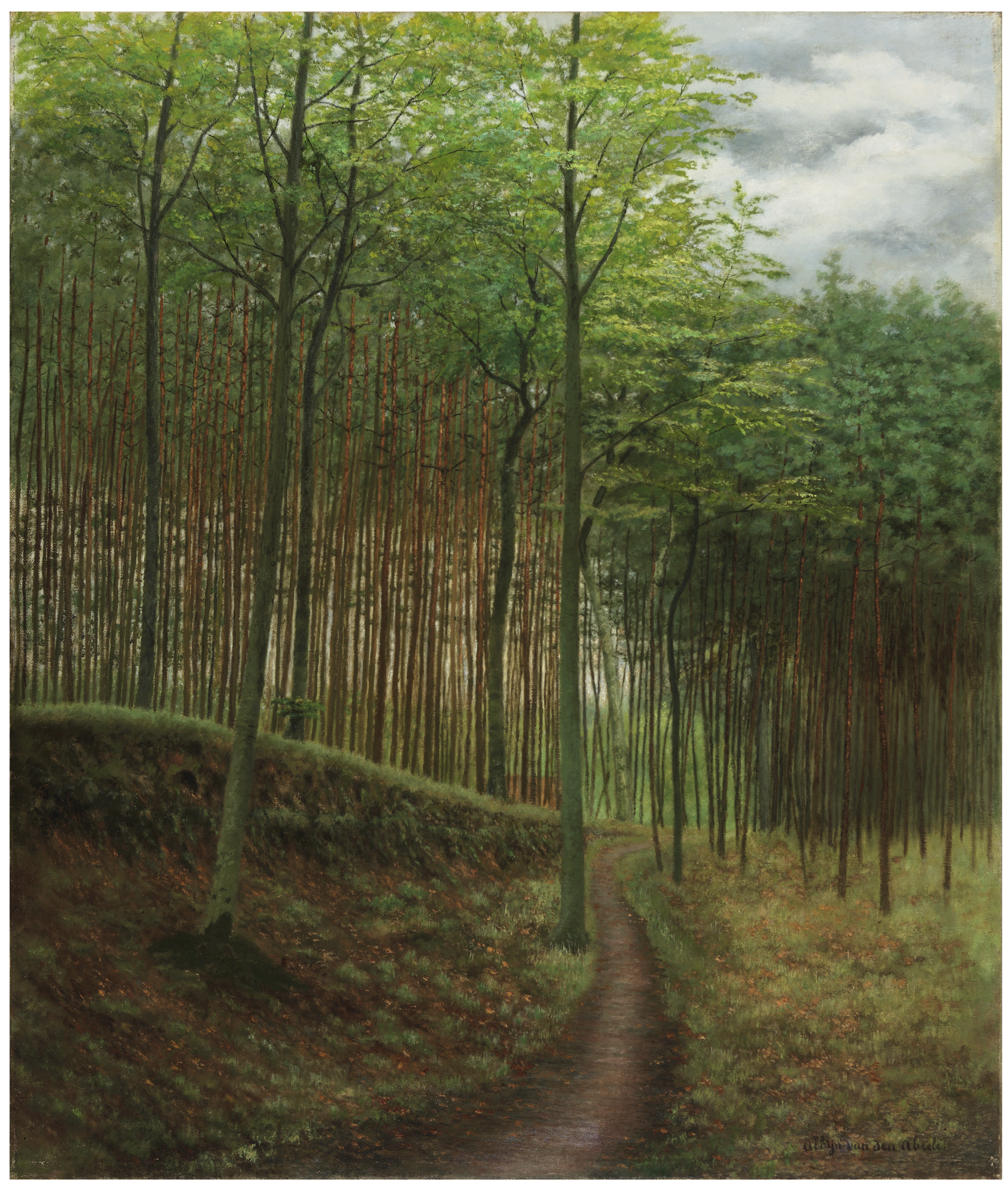 Under beech and fir trees