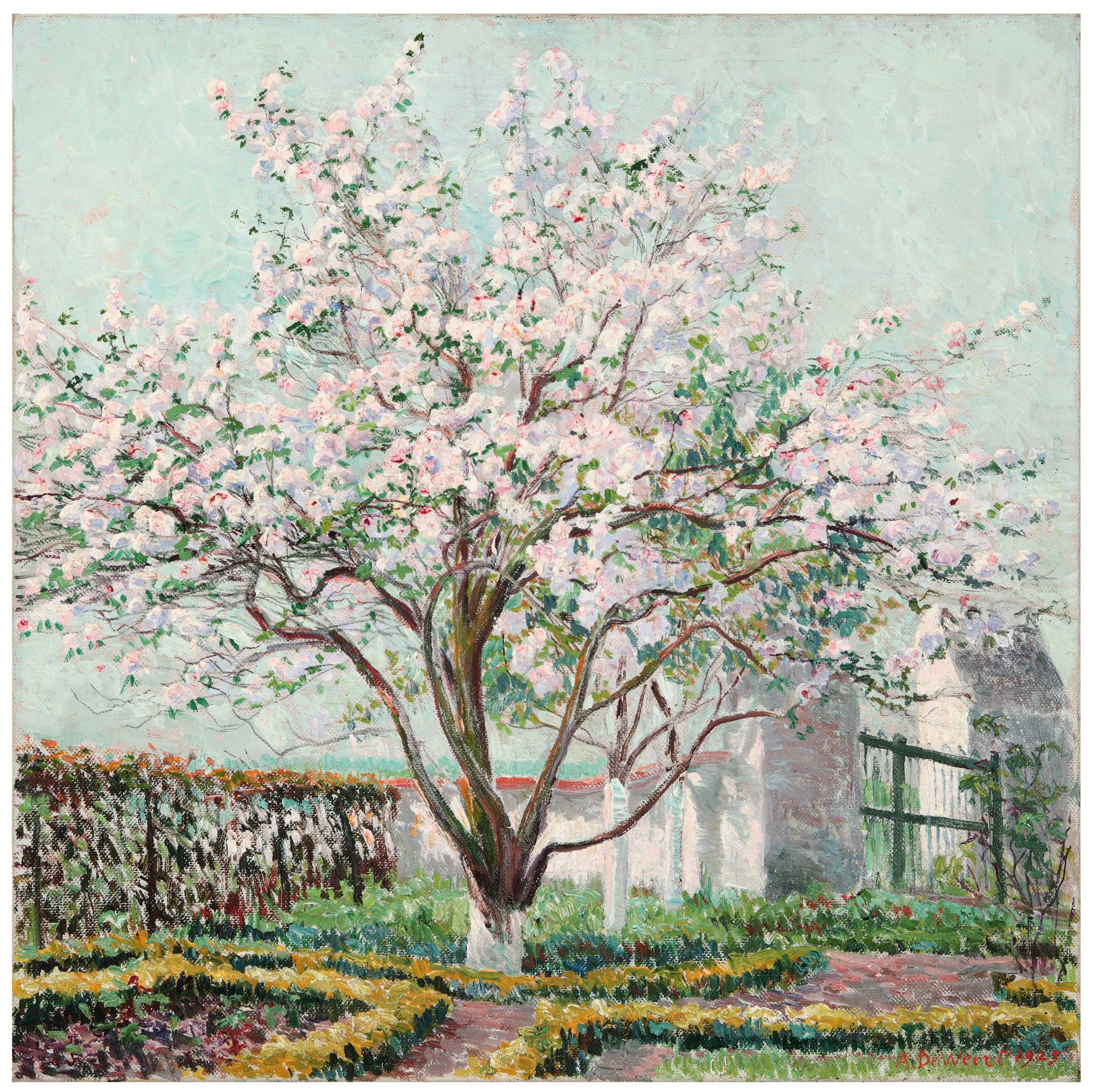 The Beautiful Apple Tree in Blossom